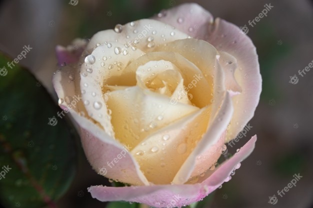 Розы с каплями росы фотосборка (13)