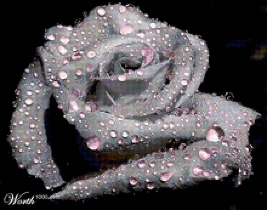 Розы с каплями росы фотосборка (20)