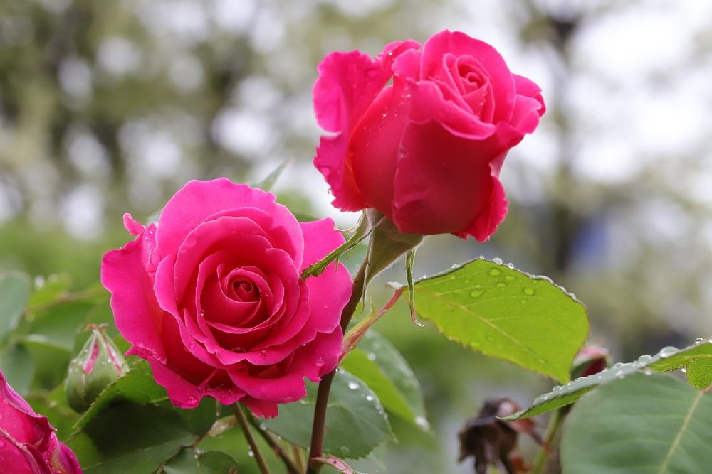 Розы с каплями росы фотосборка (26)