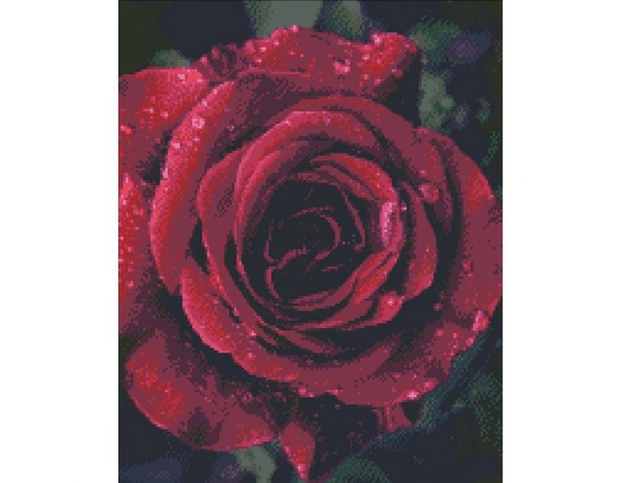 Розы с каплями росы фотосборка (5)