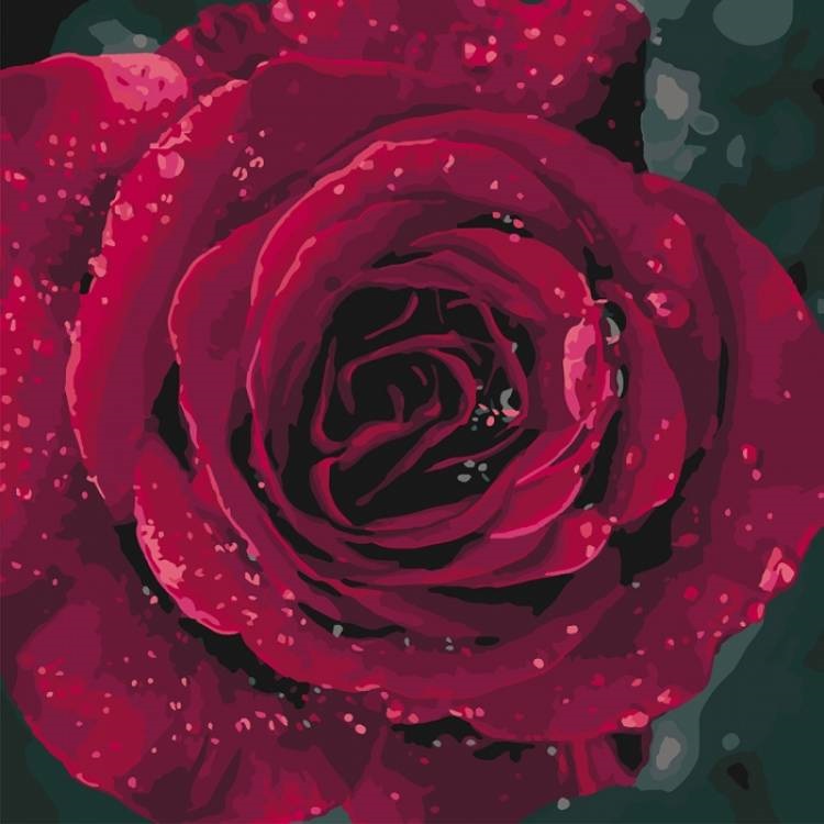 Розы с каплями росы фотосборка (6)