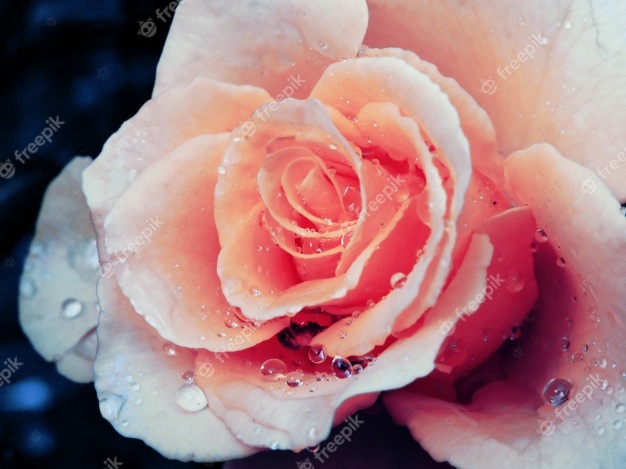 Розы с каплями росы фотосборка (7)