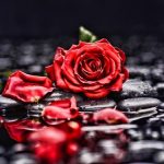 Розы с каплями росы фотосборка (8)
