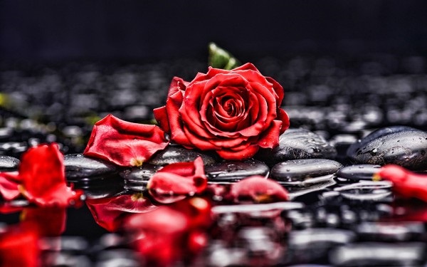 Розы с каплями росы фотосборка (8)