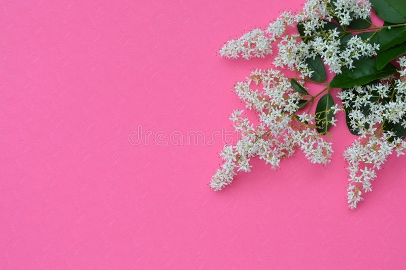 Цветы на розовом фоне   красивые фото (12)