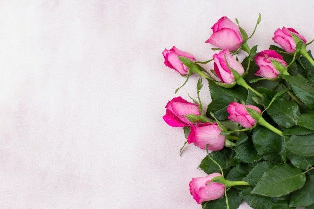 Цветы на розовом фоне   красивые фото (17)