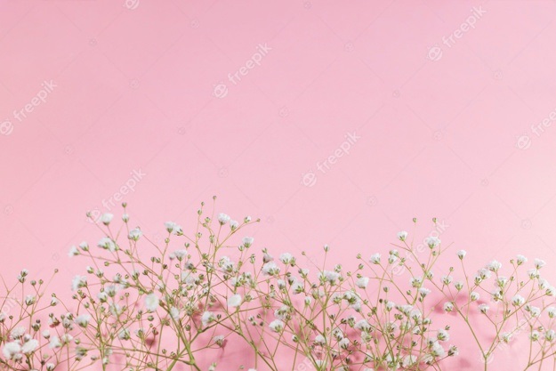 Цветы на розовом фоне   красивые фото (18)
