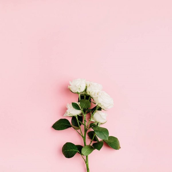 Цветы на розовом фоне   красивые фото (2)