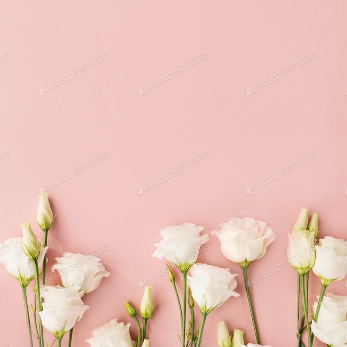 Цветы на розовом фоне   красивые фото (24)