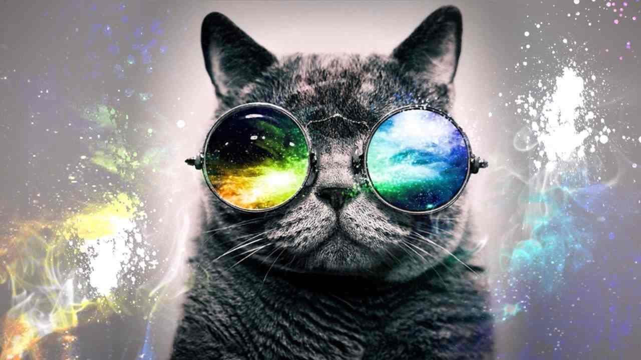 Фото кота в очках на телефон 11