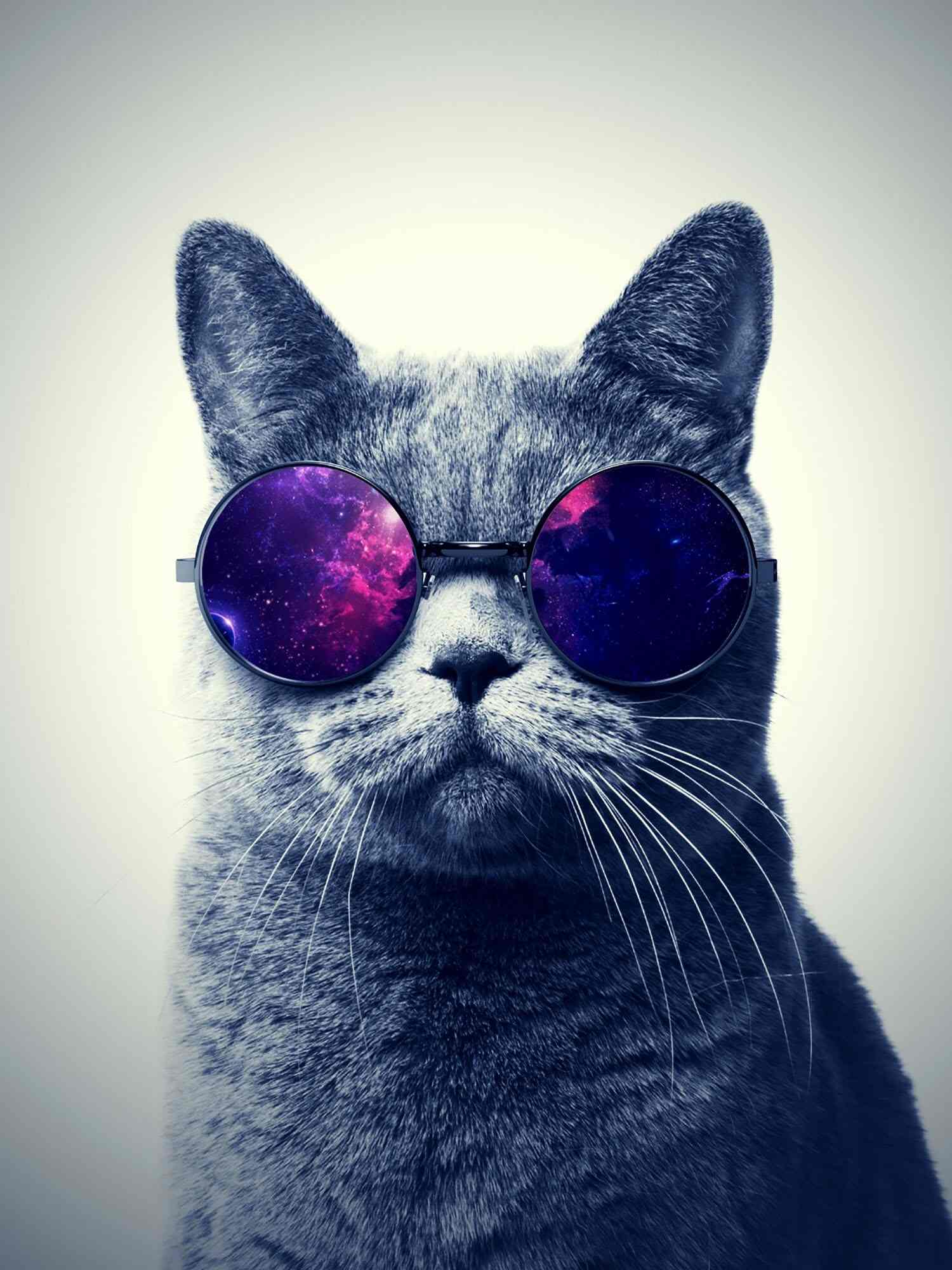 Фото кота в очках на телефон 13