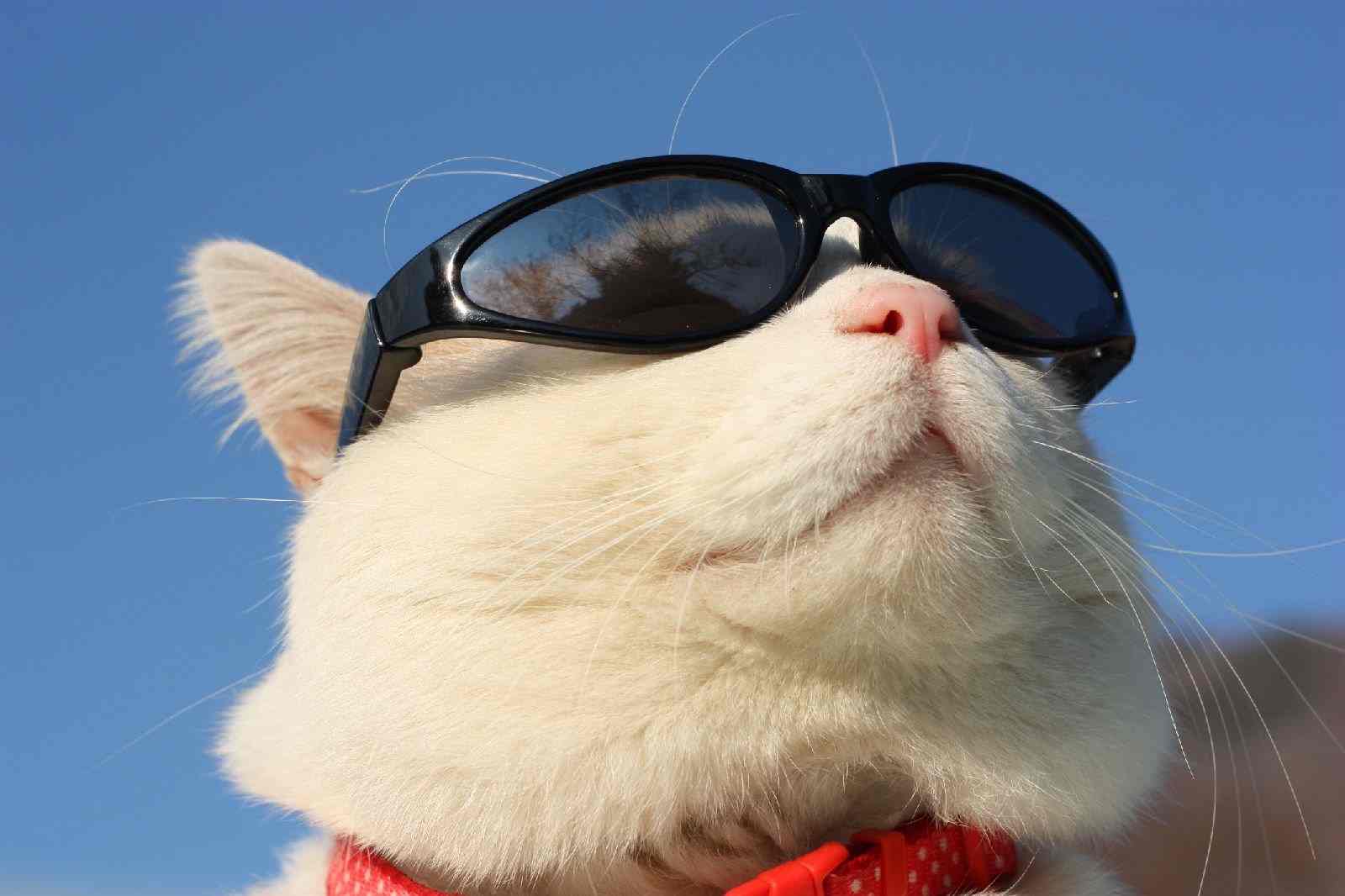 Фото кота в очках на телефон 20