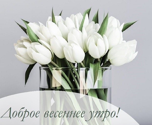 Природа доброе утро изображение с белым цветком (1)
