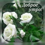 Природа доброе утро изображение с белым цветком (9)