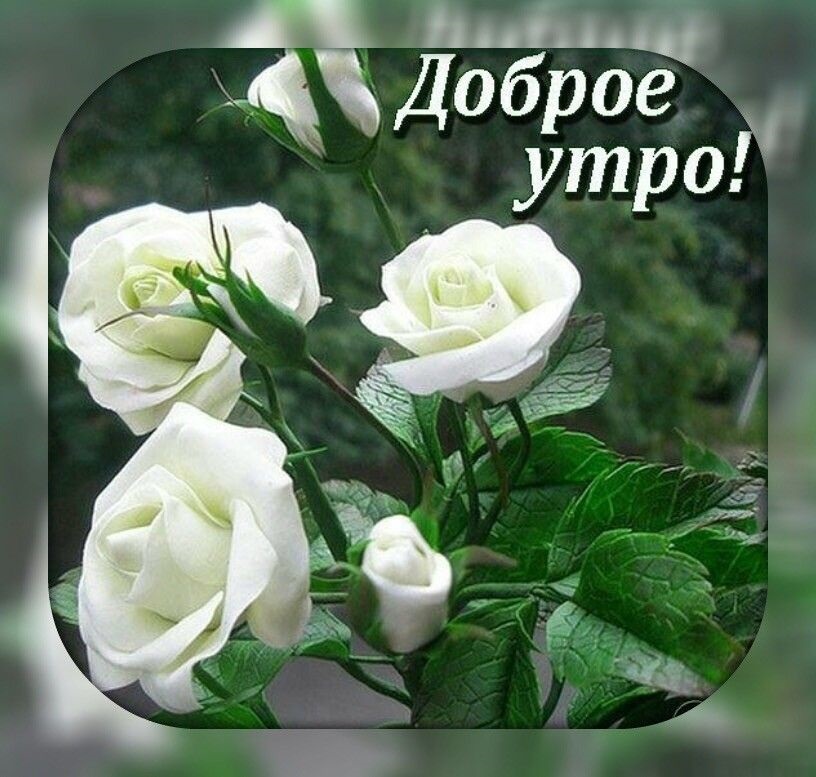 Природа доброе утро изображение с белым цветком (9)