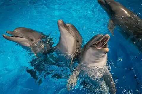 Красивые фото из дельфинария 04