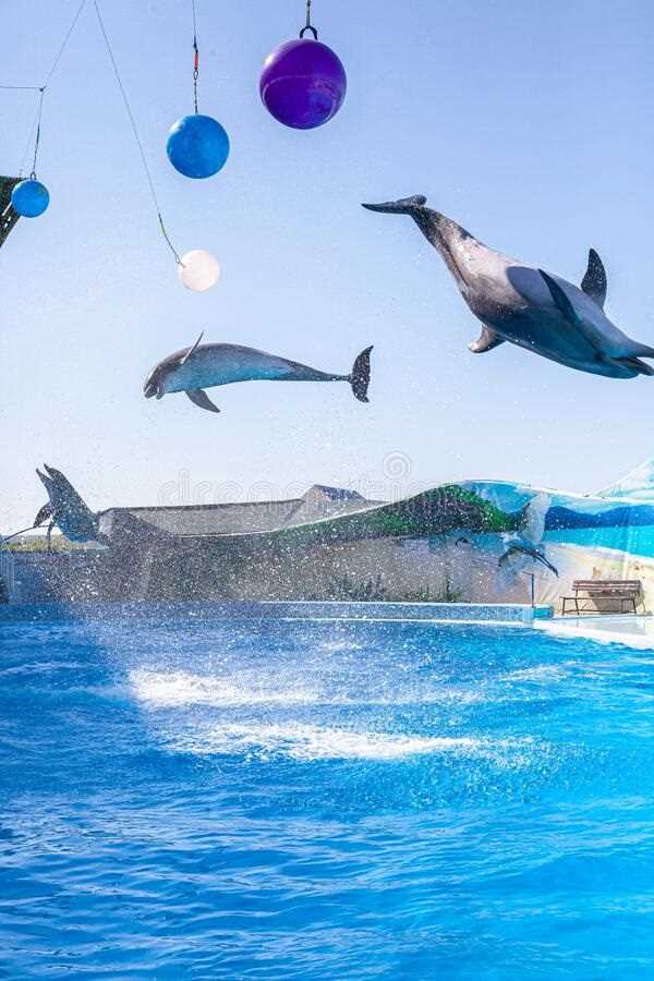 Красивые фото из дельфинария 07