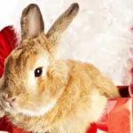 Новогодний кролик на аву 8