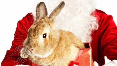 Новогодний кролик на аву 8
