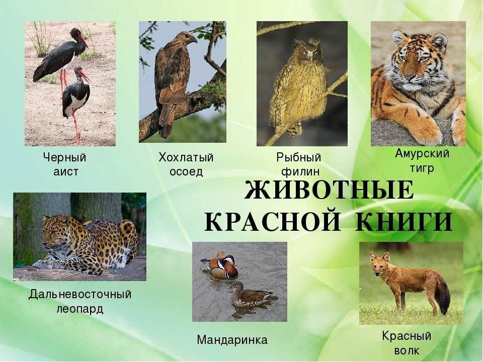 Животные с красной книги с картинками