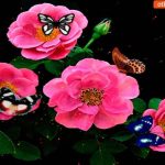 Бабочки и цветы – открытка 23