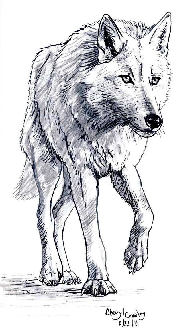 Милые картинки для срисовки волка карандашом (1)