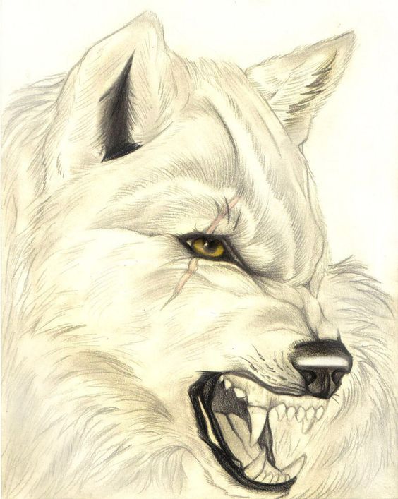 Милые картинки для срисовки волка карандашом (10)