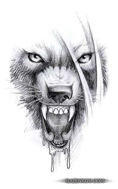 Милые картинки для срисовки волка карандашом (18)