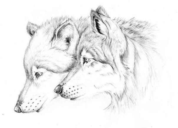 Милые картинки для срисовки волка карандашом (19)