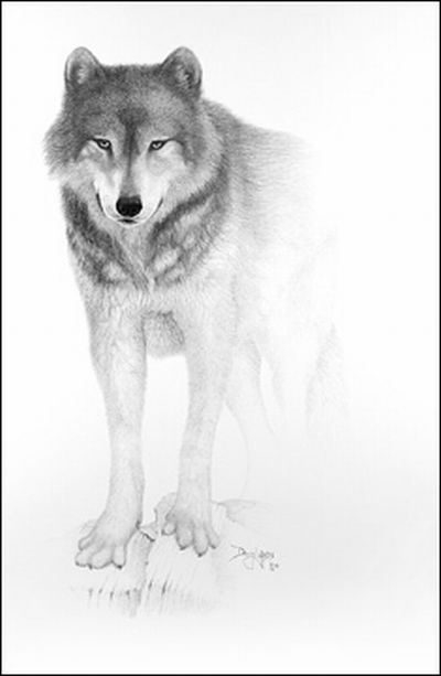Милые картинки для срисовки волка карандашом (23)
