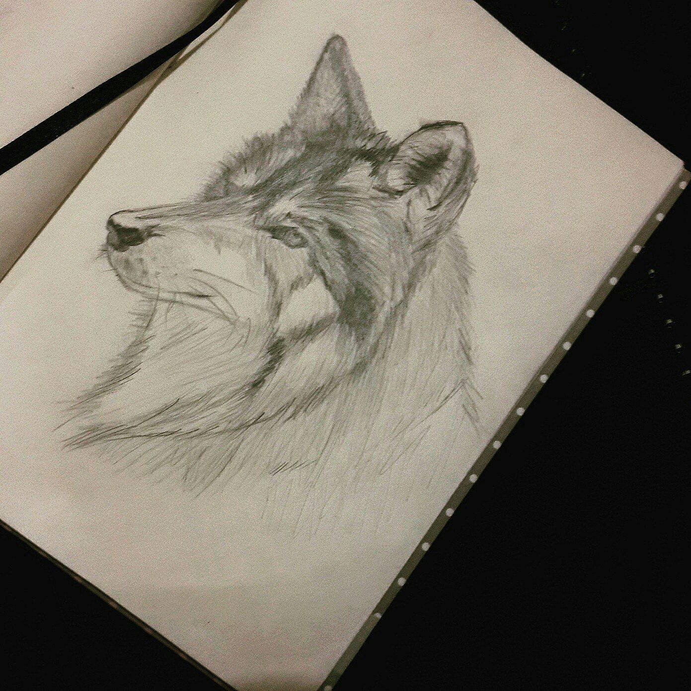 Рисунки на свободную тему волк