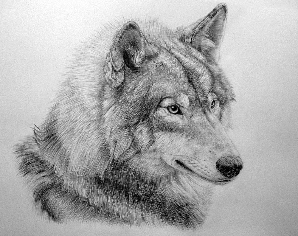 Милые картинки для срисовки волка карандашом (28)