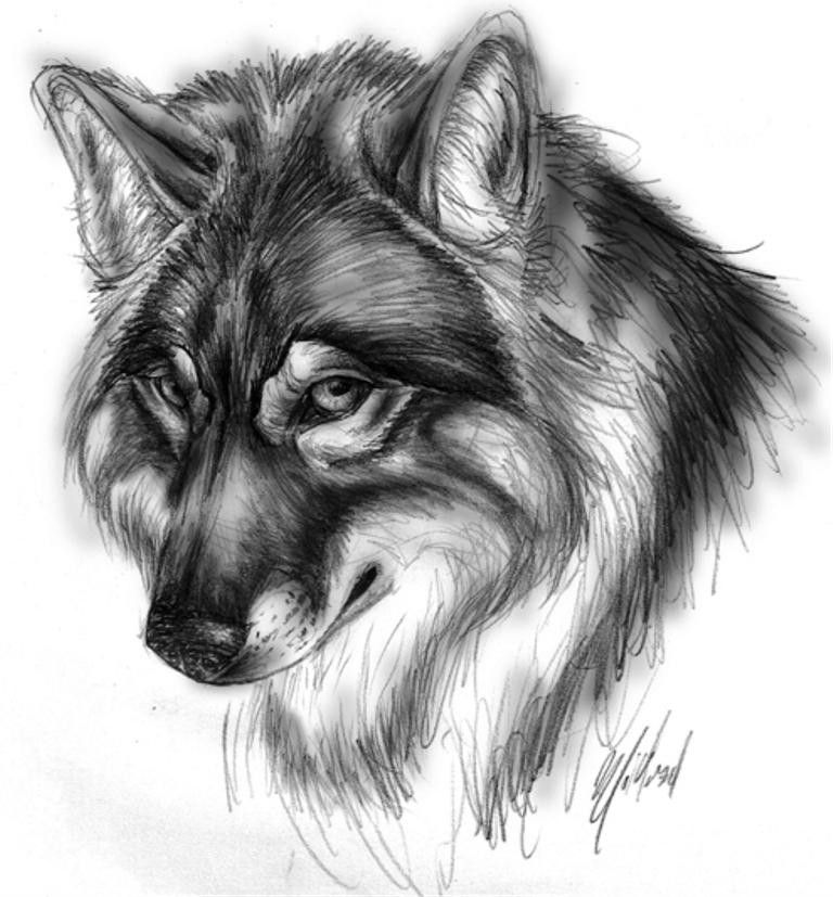 Милые картинки для срисовки волка карандашом (5)