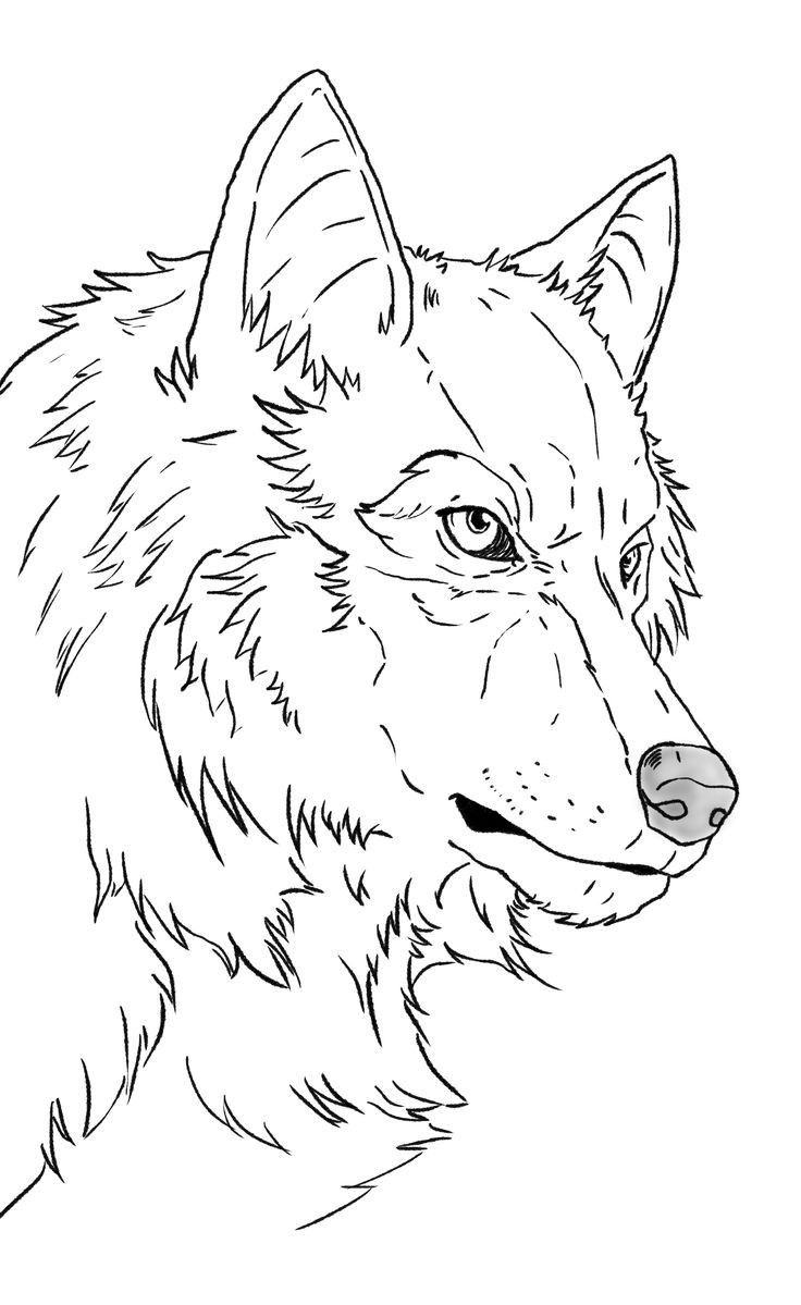 Милые картинки для срисовки волка карандашом (6)
