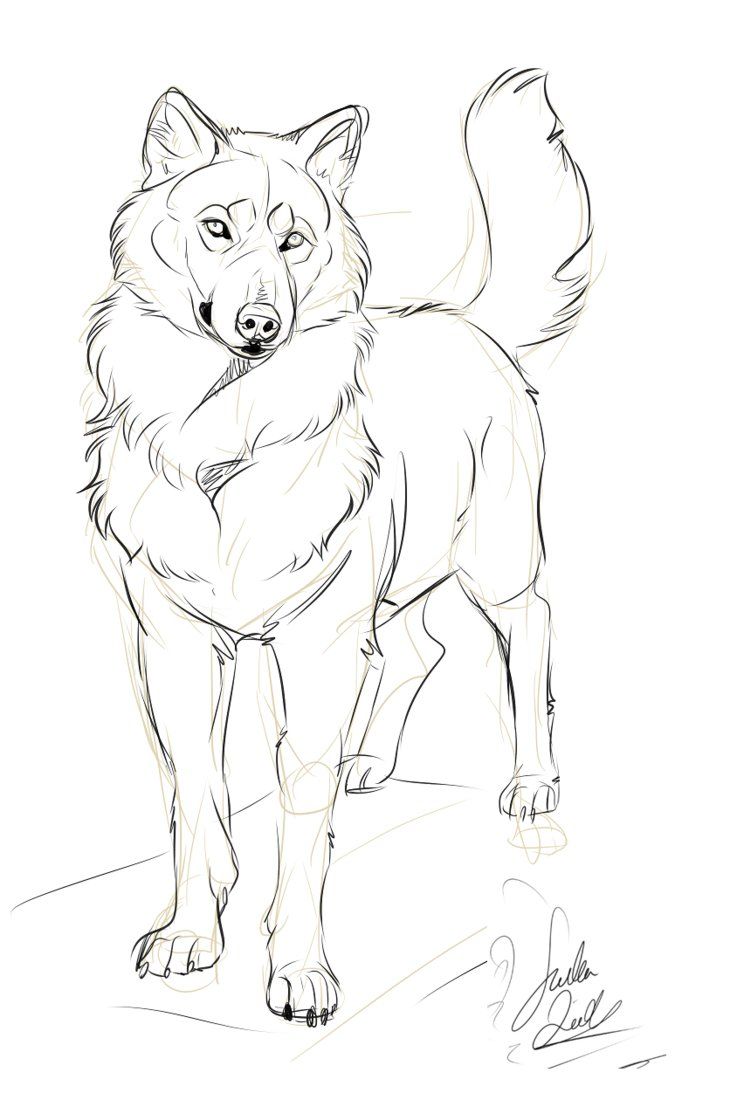 Милые картинки для срисовки волка карандашом (8)