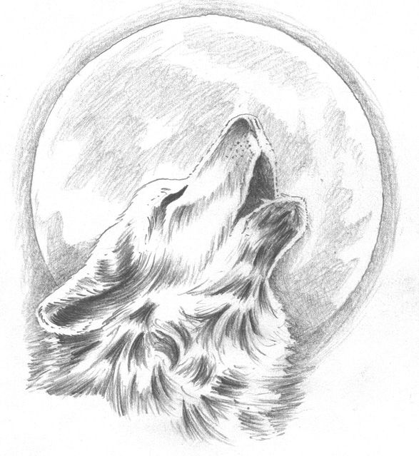 Милые картинки для срисовки волка карандашом (9)
