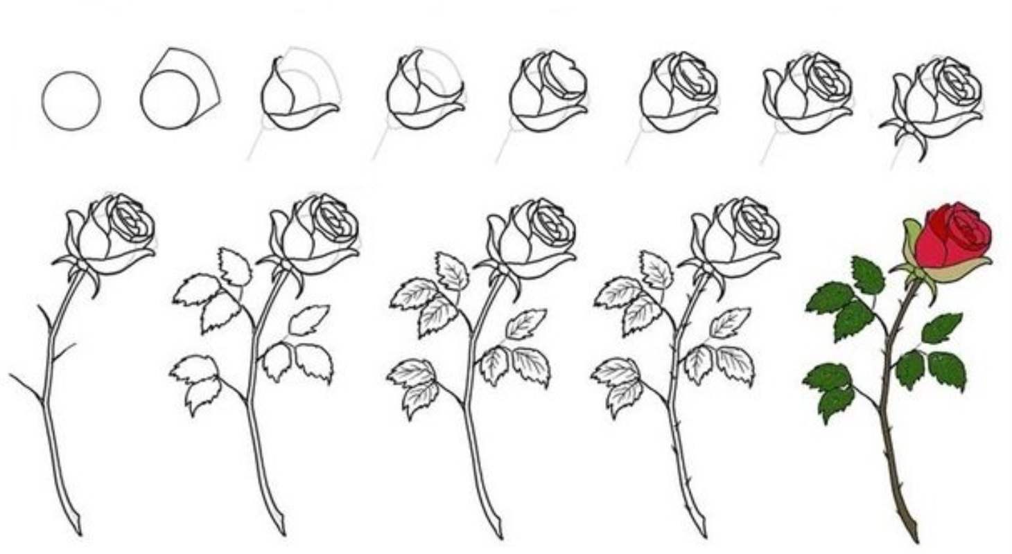 Как рисовать розу поэтапно карандашом для начинающих легко