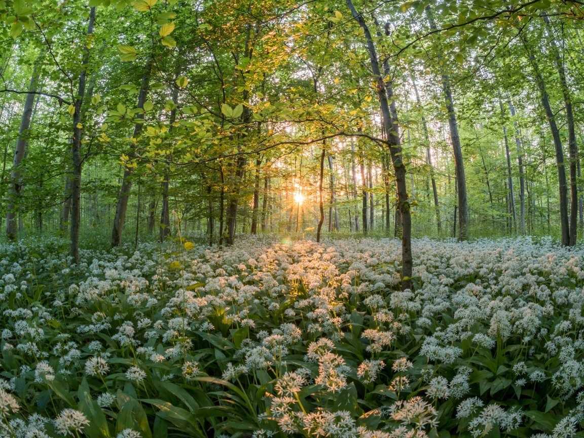 Весенний лес картинки