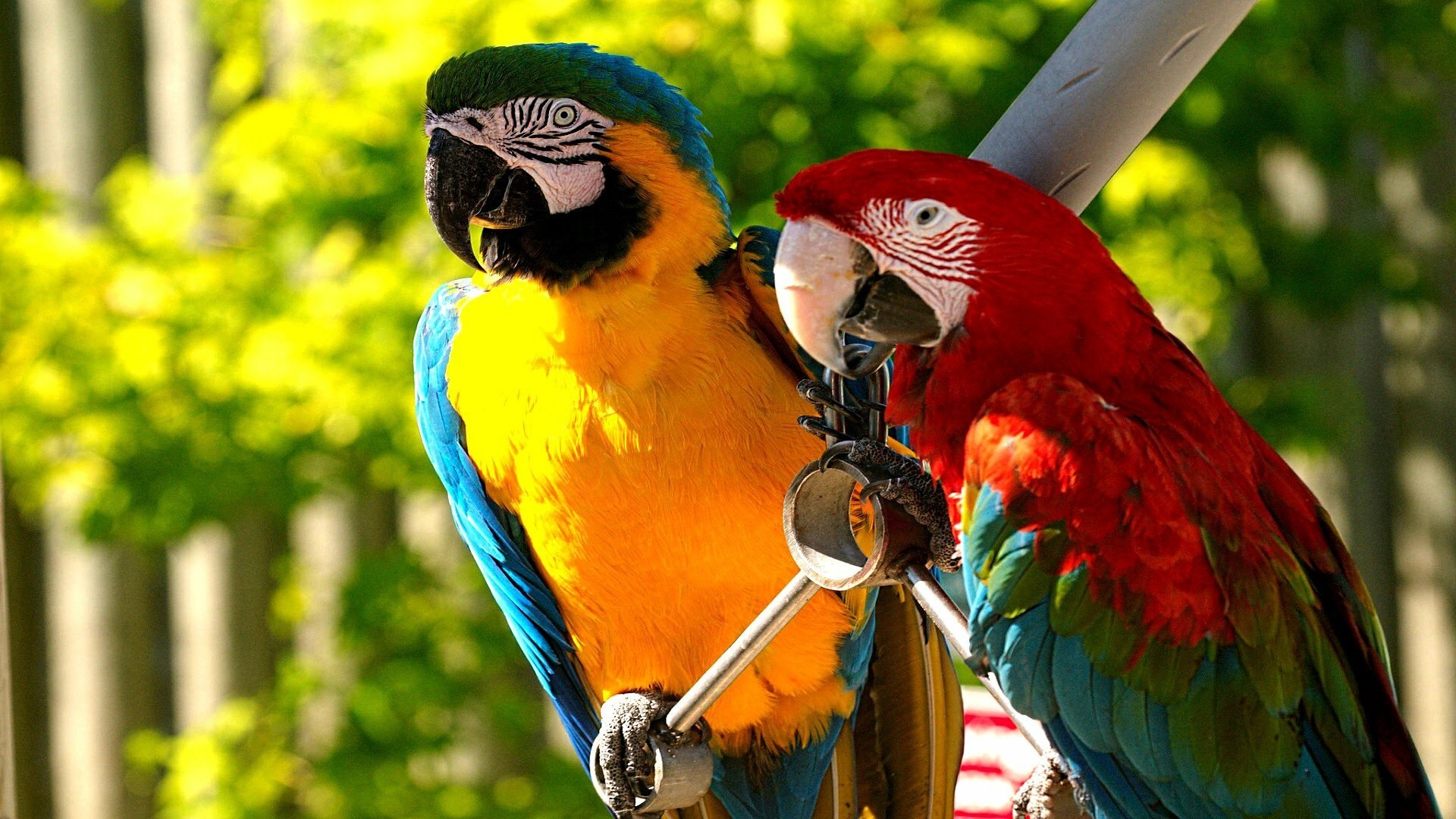 Попугай ара и Какаду в природе