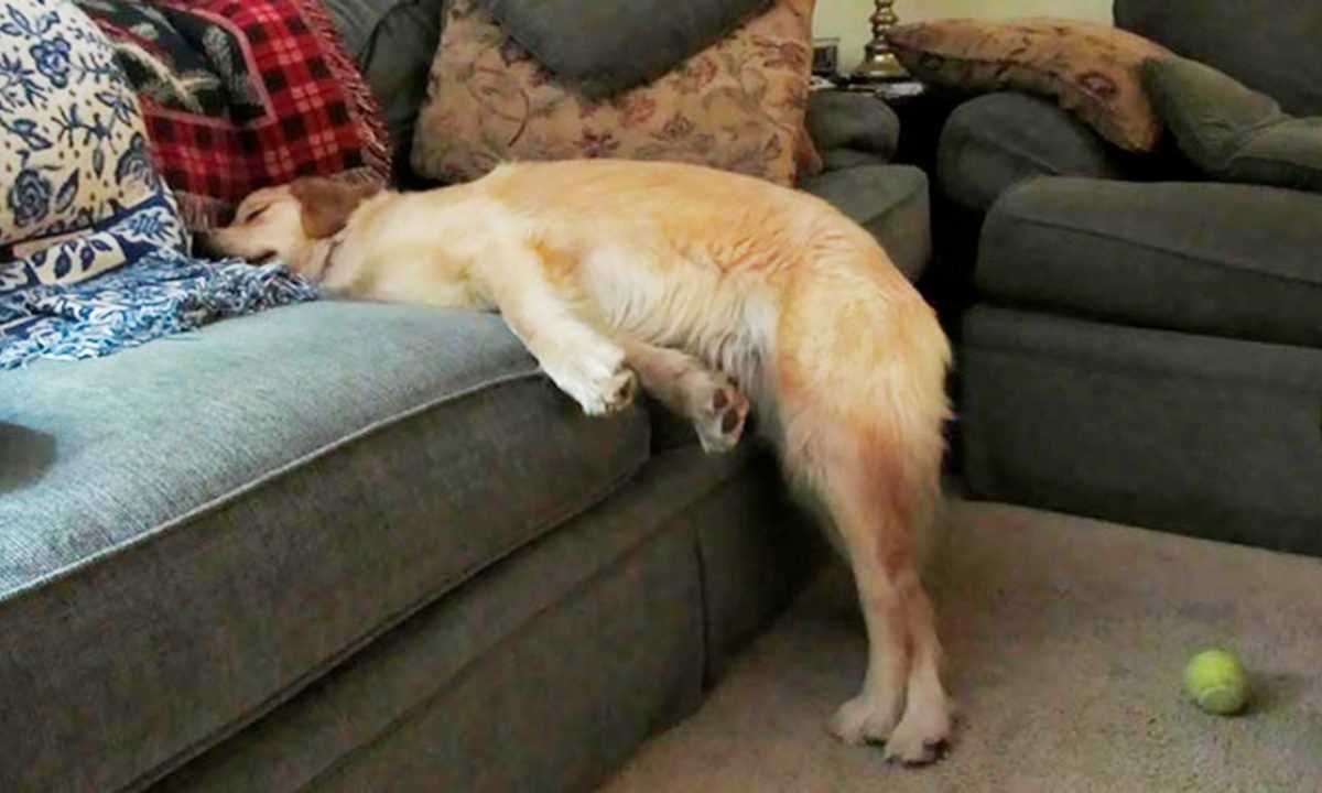 Устал лежать. Уставшая собака. Спящие собаки. Собака лежит. Диван для собаки.