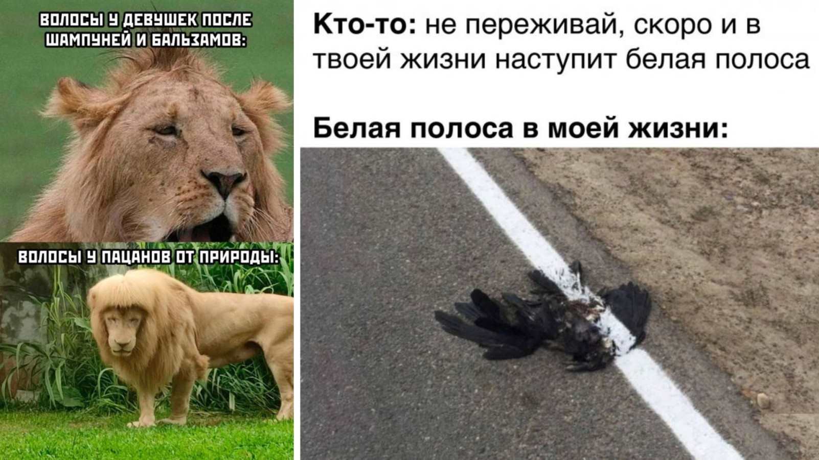 Веселые картинки с подписями о жизни