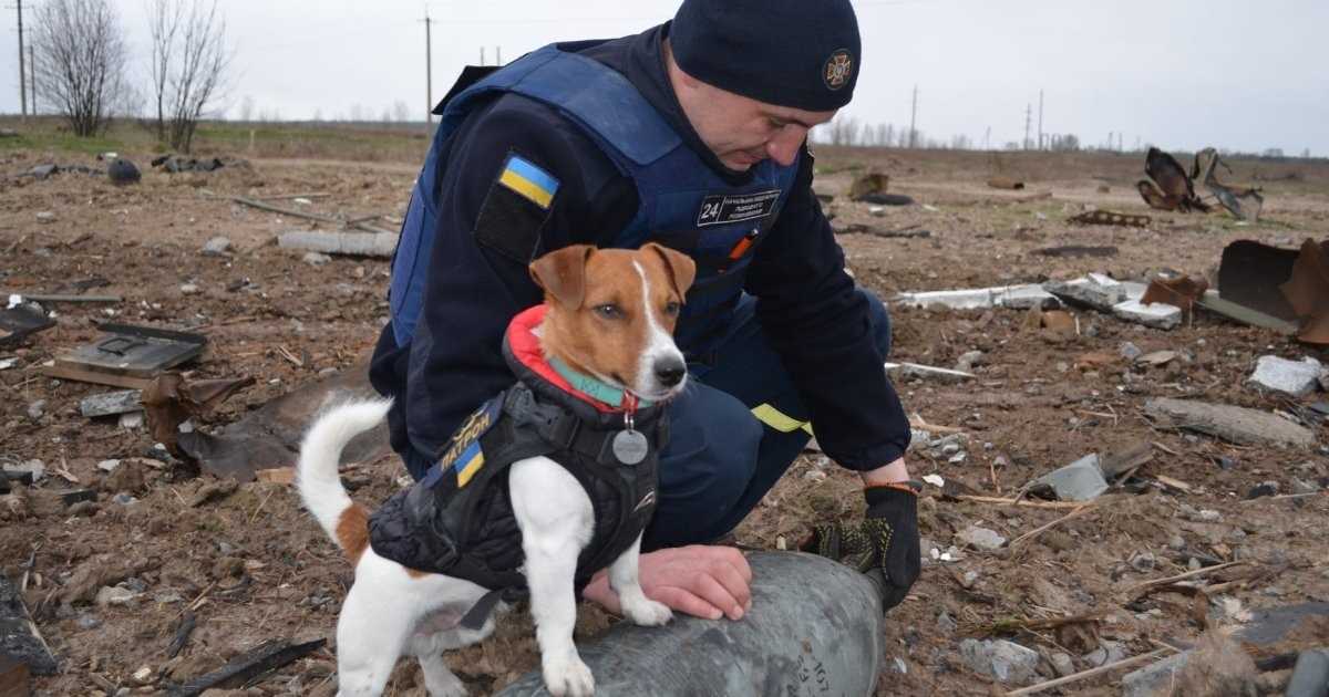 Пес патрон картинки