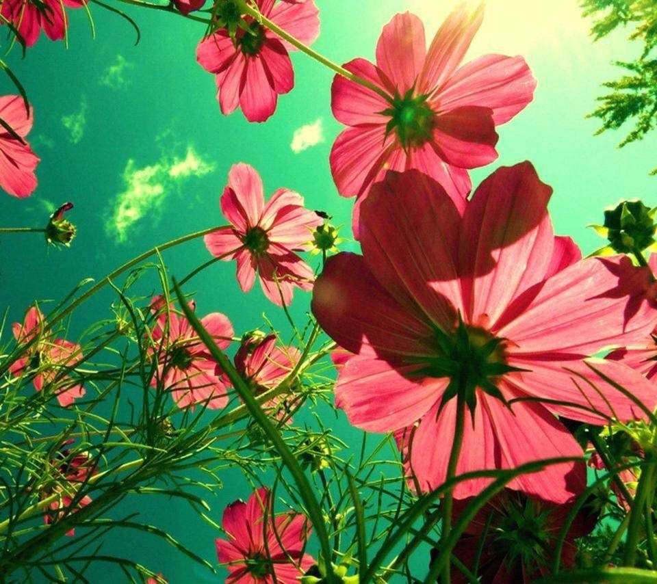 Красивое фото на аватарку цветы