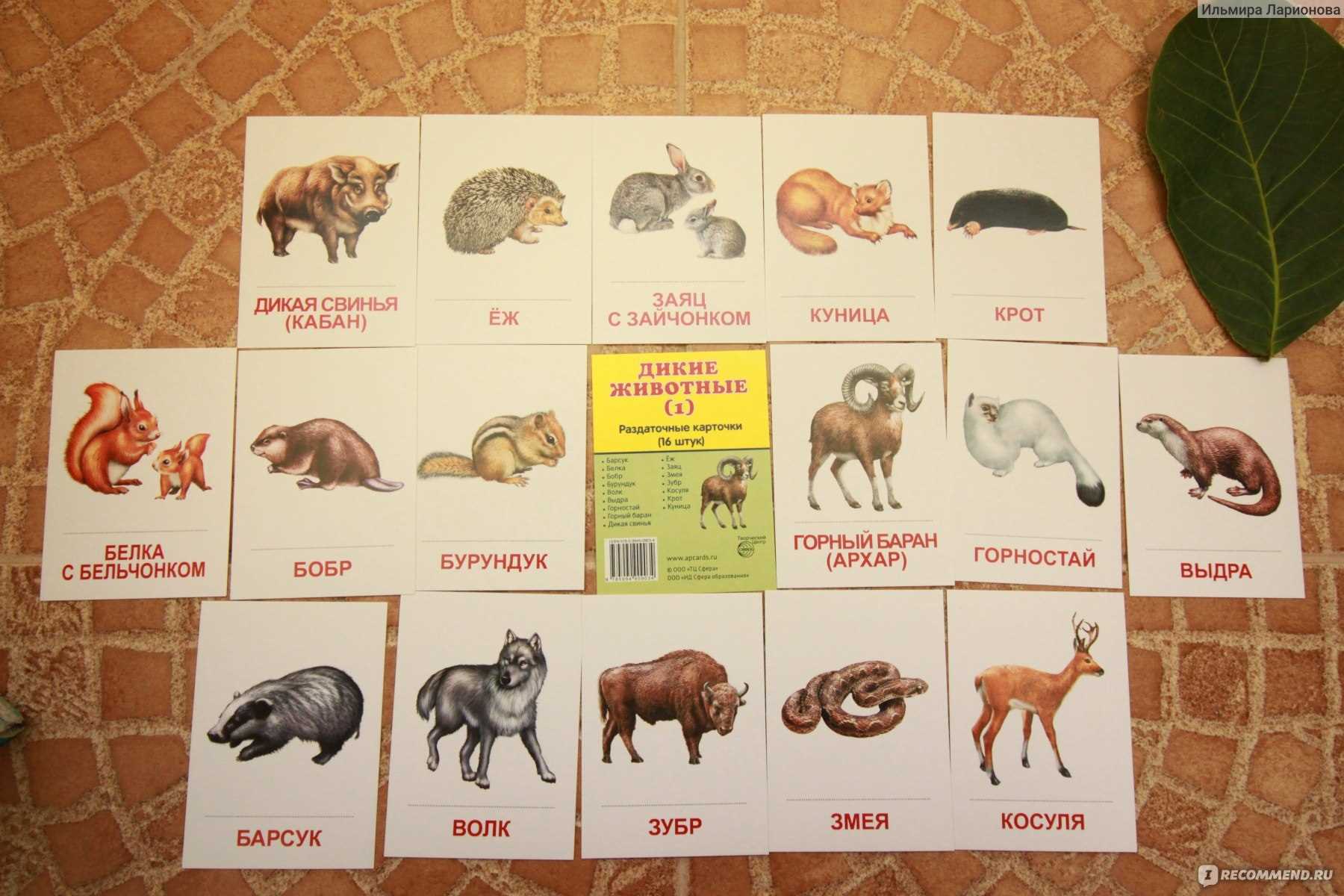 Назови животное на б. Карточки животные. Карточки "Дикие животные". Изучаем диких животных карточки. Дикие животные карточки для детей.