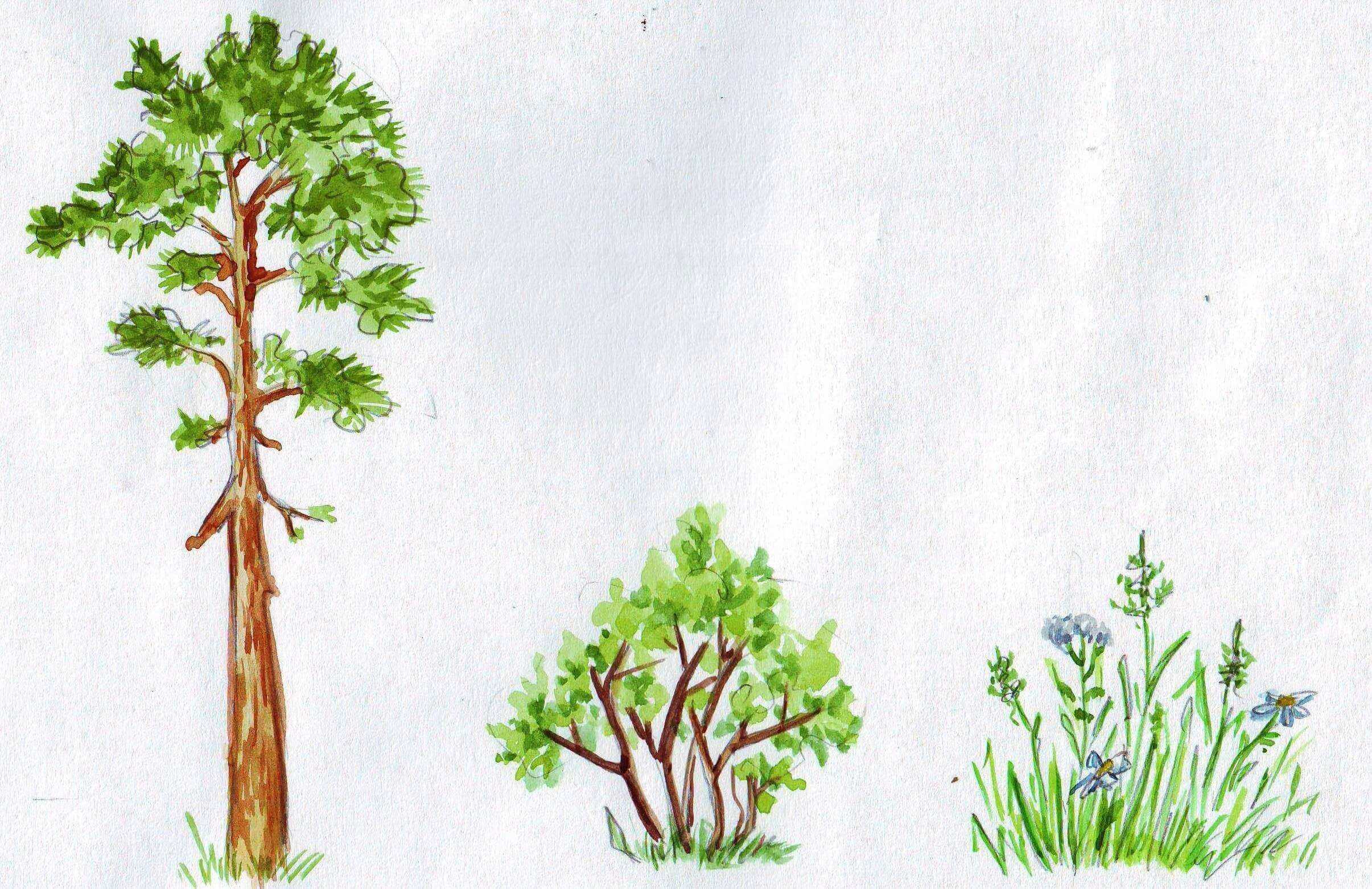 Деревья кустарники травы