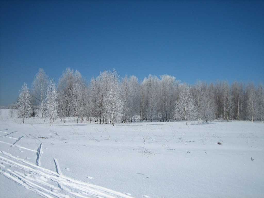 Зимнее утро среди деревьев 014