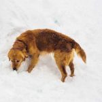 Интересные картинки собак во время зимы 012