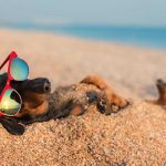 Интересные картинки собак на пляже 012