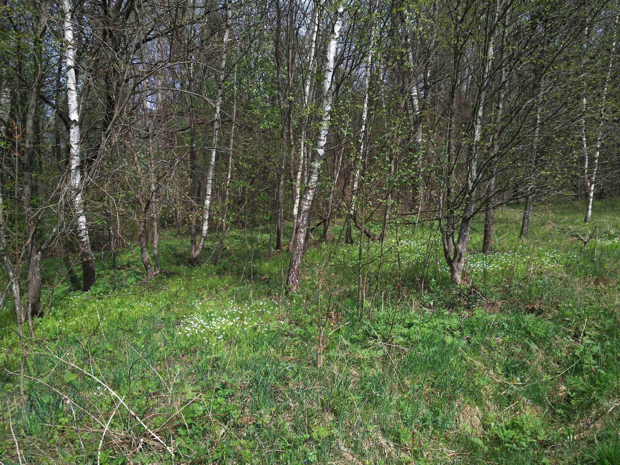 Картинки весенней прогулки в лесу 014