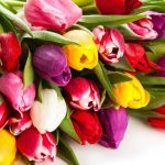 Картинки для аватарок с цветами тюльпанов
